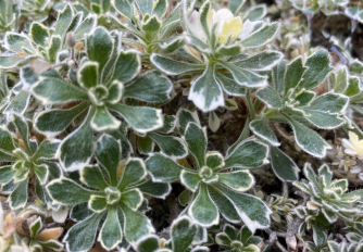 Aubrieta deltoidea Variegata Group